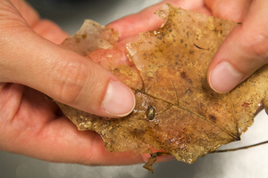 Cody Gilbertson holds a Chittenango Ovate Amber Snail on a leaf. Gilbertson has fed the snails various leaves to determine what kind they like to eat.