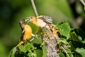 Jack Kurz’s exhibit, “Uncommon Views,” takes an intimate view of various birds and butterflies, including some from central New York. The exhibit will be open until Feb. 22 at the Baltimore Woods Nature Center.